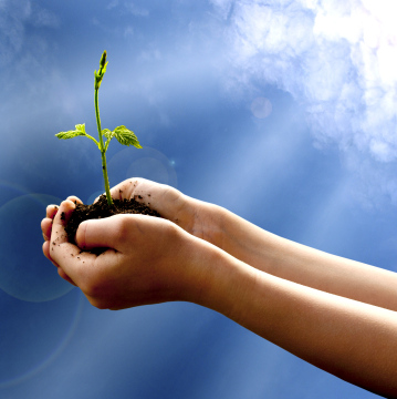 Sadzonka W Dłoniach Na Tle Nieba
