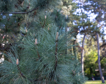 Sosna Czarna, gałęzie i igły